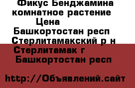 Фикус Бенджамина комнатное растение › Цена ­ 2 500 - Башкортостан респ., Стерлитамакский р-н, Стерлитамак г.  »    . Башкортостан респ.